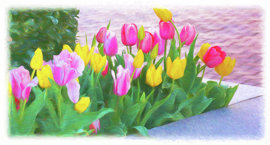Tulips Announcing Springtime Photograph by Ola Allen