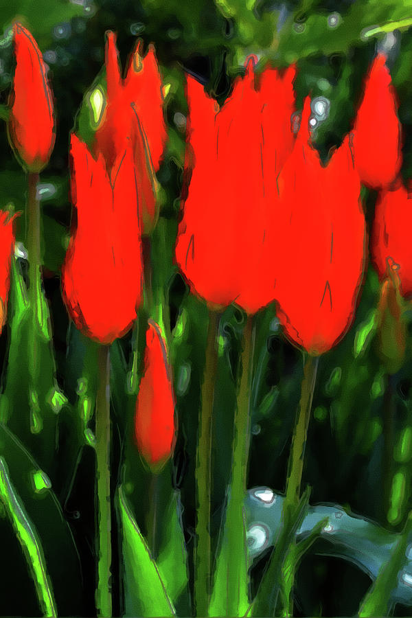 Flower Photograph - Tulips are Red by Mike Martin