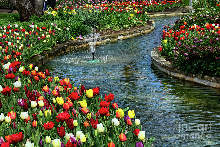 Tulips around the Pond Photograph by Kaye Menner