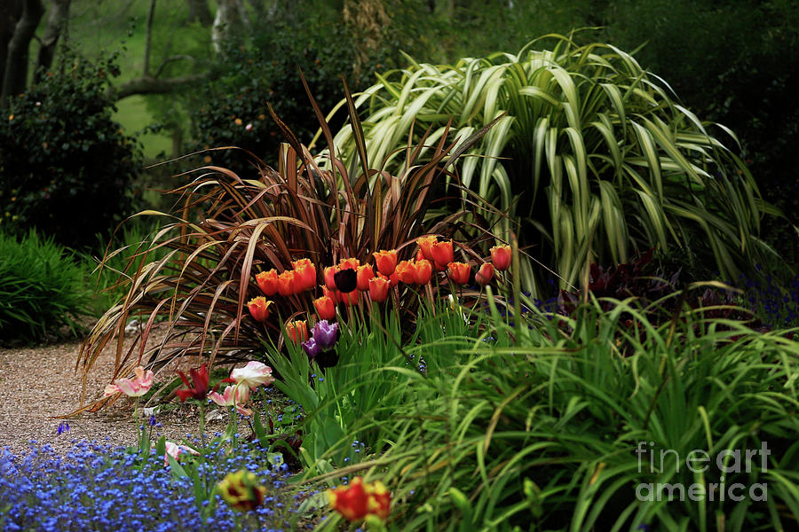 Tulips At Enys House Photograph