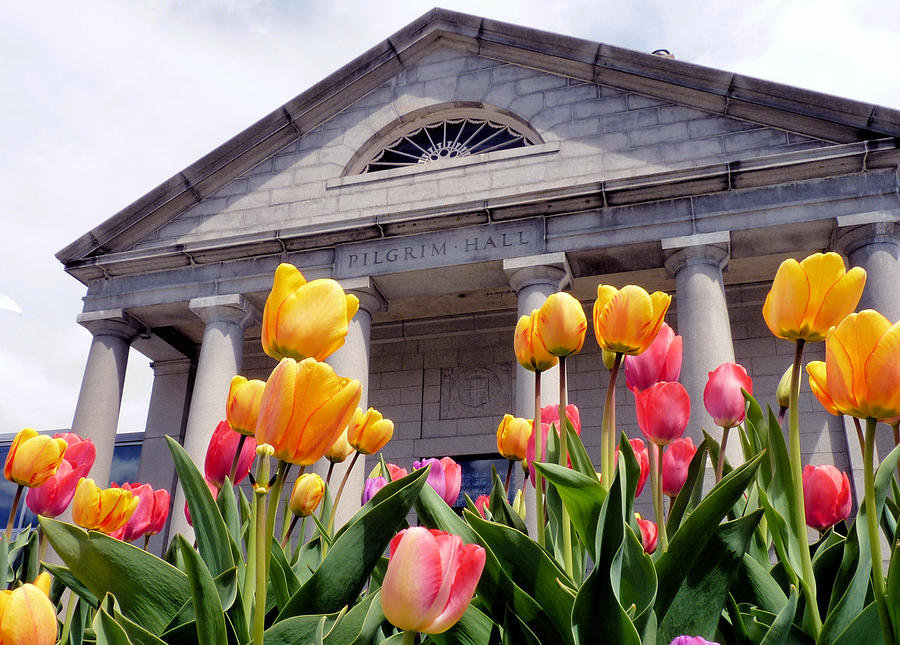 Tulips at Pilgrim Hall Museum Photograph by Janice Drew
