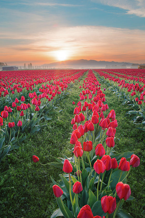 Tulips at Sunrise Photograph by Michael Rauwolf
