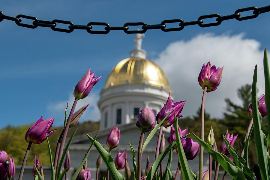 Tulips at the State House Behind Chains Photograph by Sally Cooper
