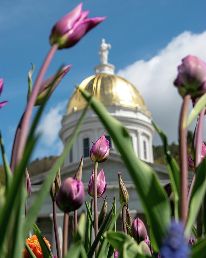 Tulips at the State House Photograph by Sally Cooper