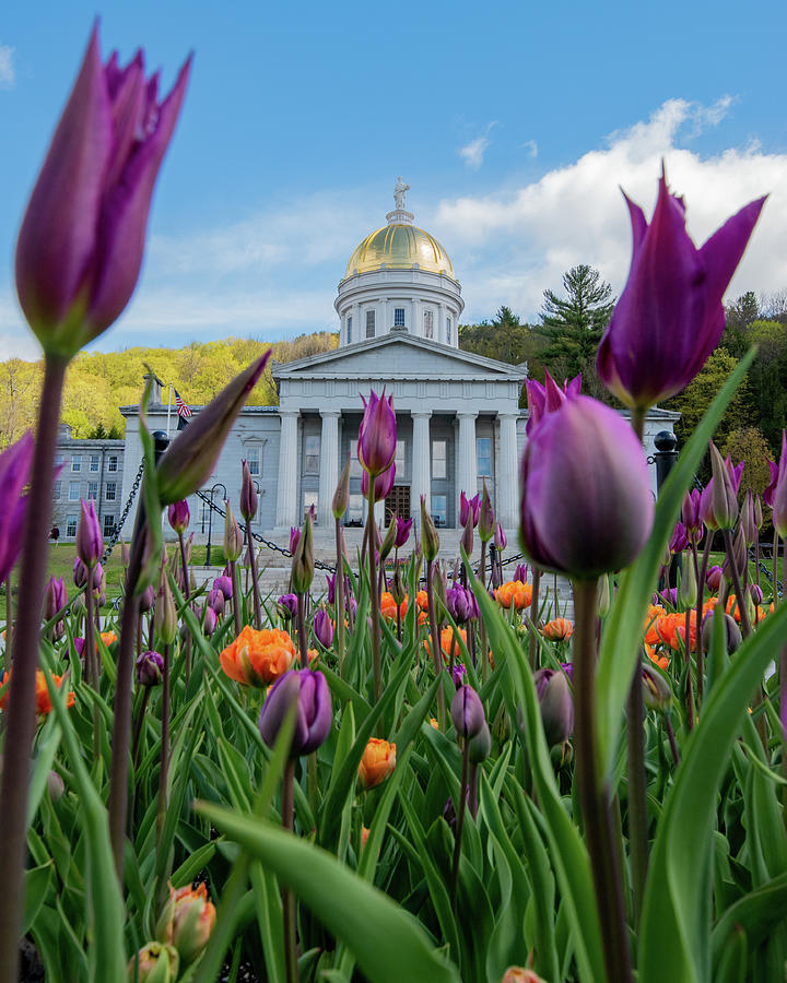 Tulips at the Vermont State House  Photograph by Sally Cooper