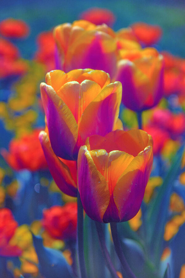 Tulip Photograph - Tulips At Twilight by Jessica Jenney