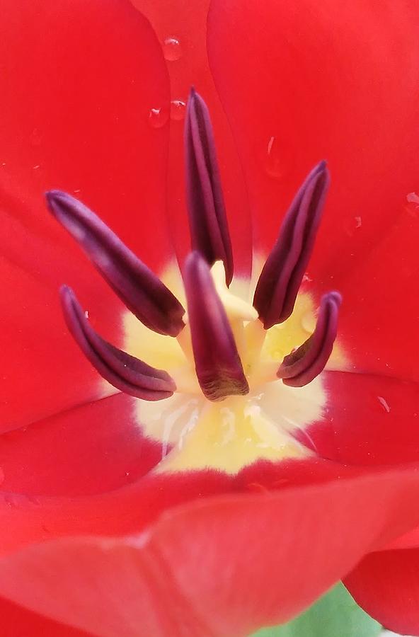 Tulips Beauty Inside  Photograph by Belinda Lee