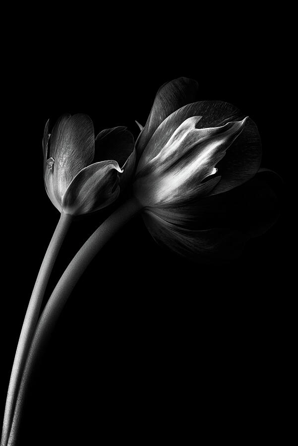 Tulips Black and White Photograph by Jolanta Zychlinska