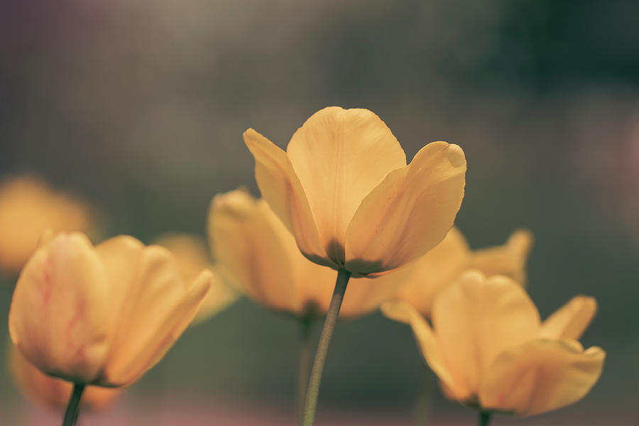 Tulips Blooming Photograph