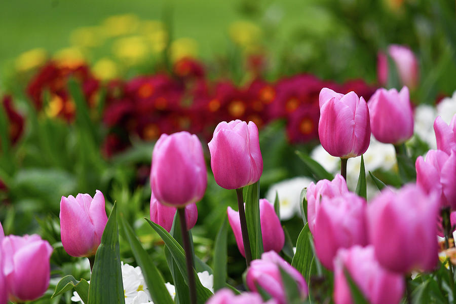 Tulips blooming in the spring sunshine Photograph by Andrew Lalchan