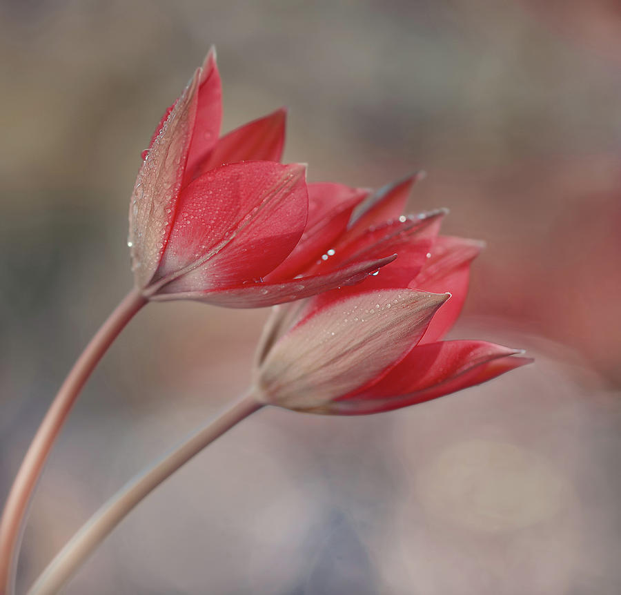 Tulips Botanical Little Beauty Photograph