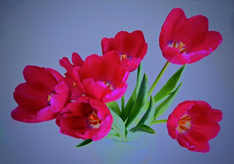 Tulips Bursting Photograph by Alida M Haslett