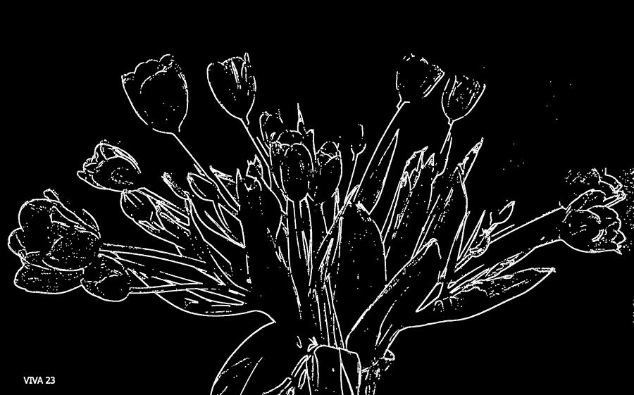 Tulip Digital Art - Tulips - BW-DYNAMICS by VIVA Anderson