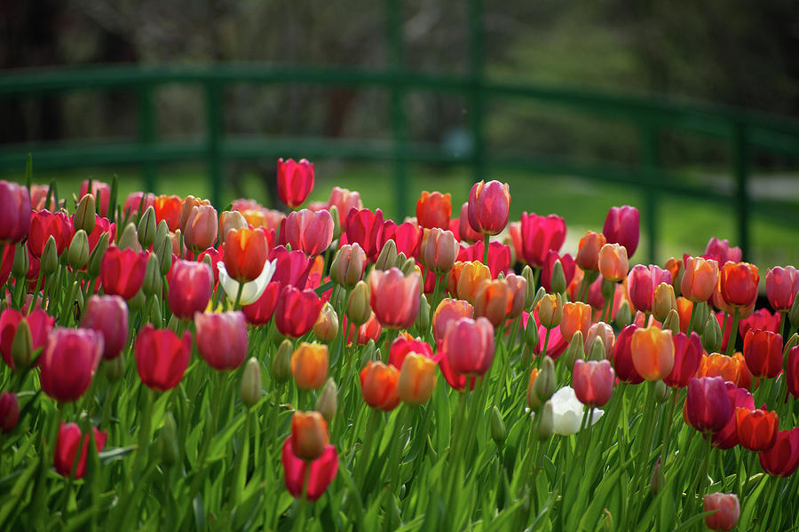 Tulips by the Monet Bridge Photograph by Mary Ann Artz