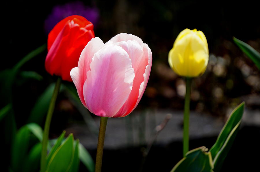 Tulip Photograph - Tulips by Caryn La Greca