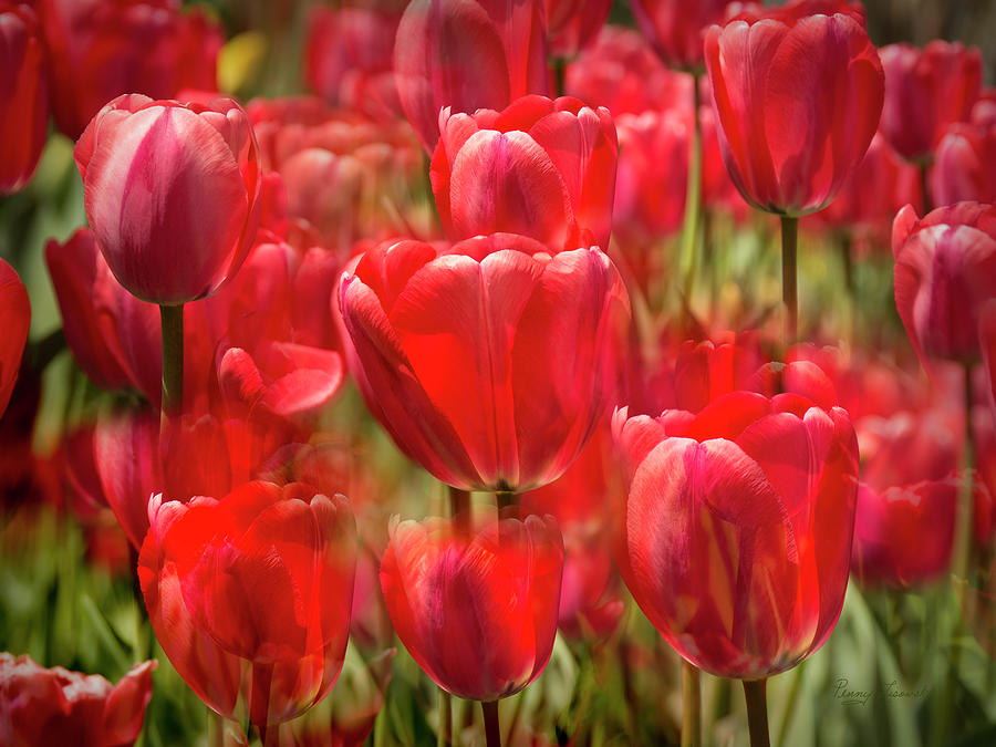 Tulips Composite Photograph by Penny Lisowski
