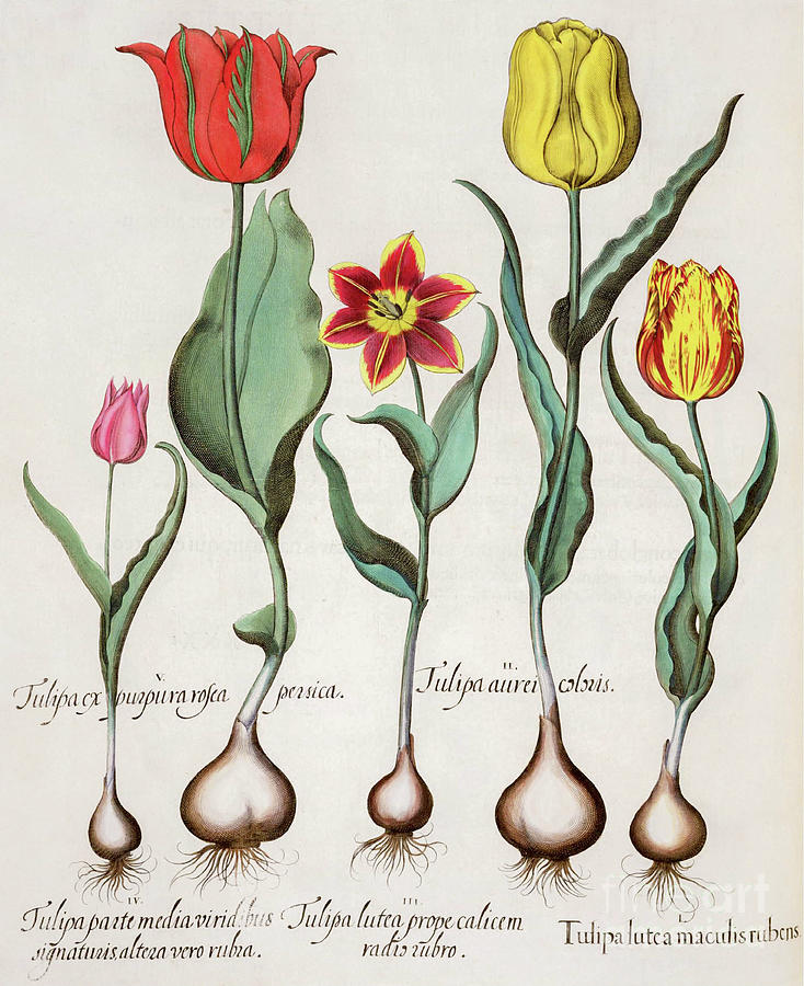 Tulips copperplate print o1 Photograph by Historic illustrations