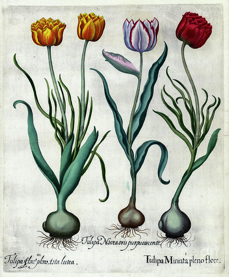 Tulip Photograph - Tulips copperplate print o2 by Historic illustrations
