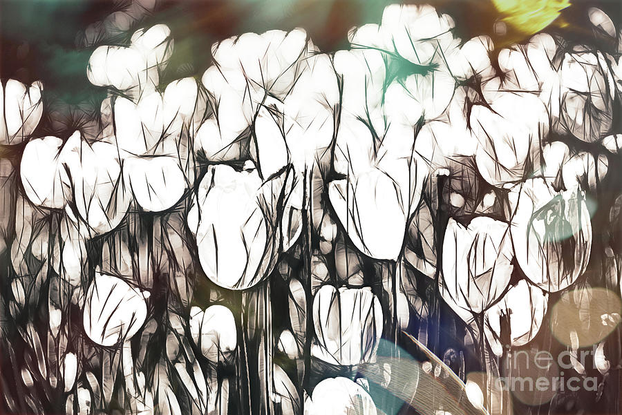 Tulips Drawing Mixed Media Photograph by Andrea Anderegg
