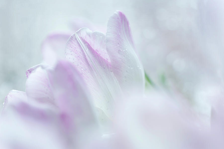 Tulips Dreams Photograph by Jenny Rainbow
