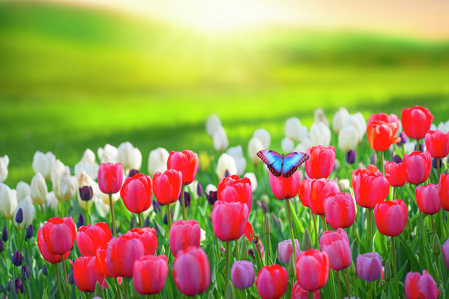 Tulips field Photograph by Giovanni Allievi