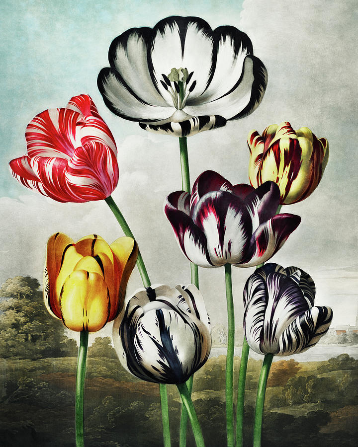 Tulips from The Temple of Flora Painting by Robert John Thornton Tulips from The Temple of Flora Painting by Robert John Thornton