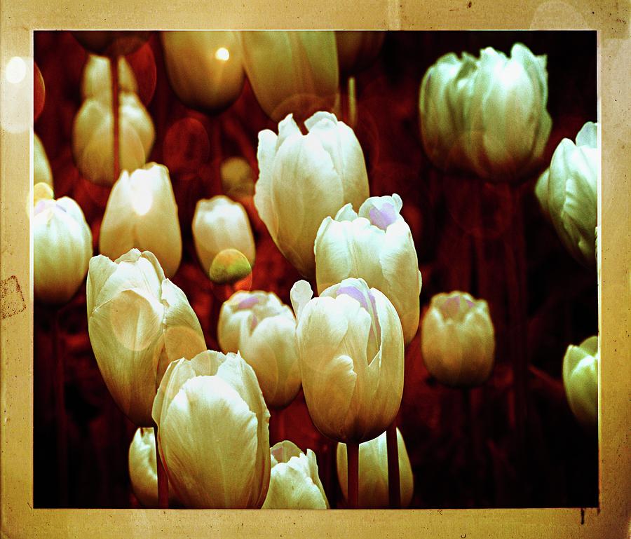 Tulips Garden Hibster Photograph by Michelle Liebenberg