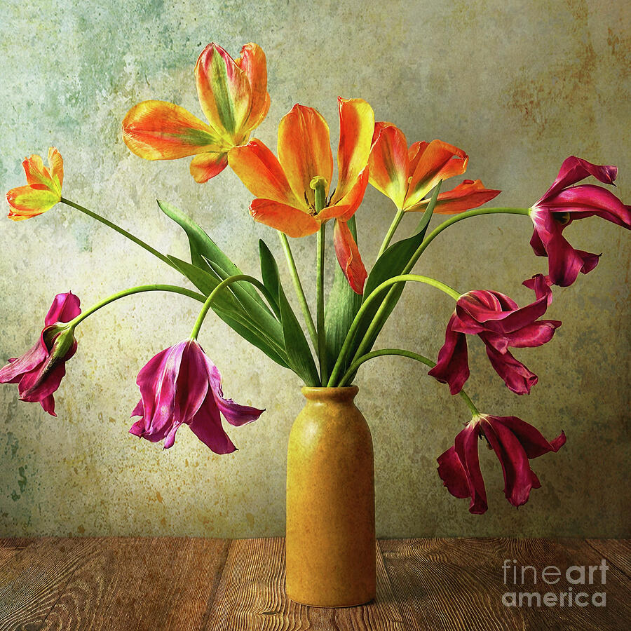 Tulips - Grace in the Bend Photograph by Dodie Ross