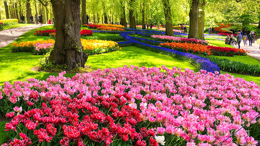 Tulips hill on Keukenhof, Lisse Photograph by Rob De Ruiter - Fine Art ...