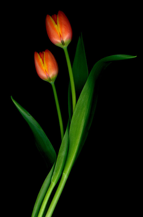 Tulips III Photograph by Marsha Tudor