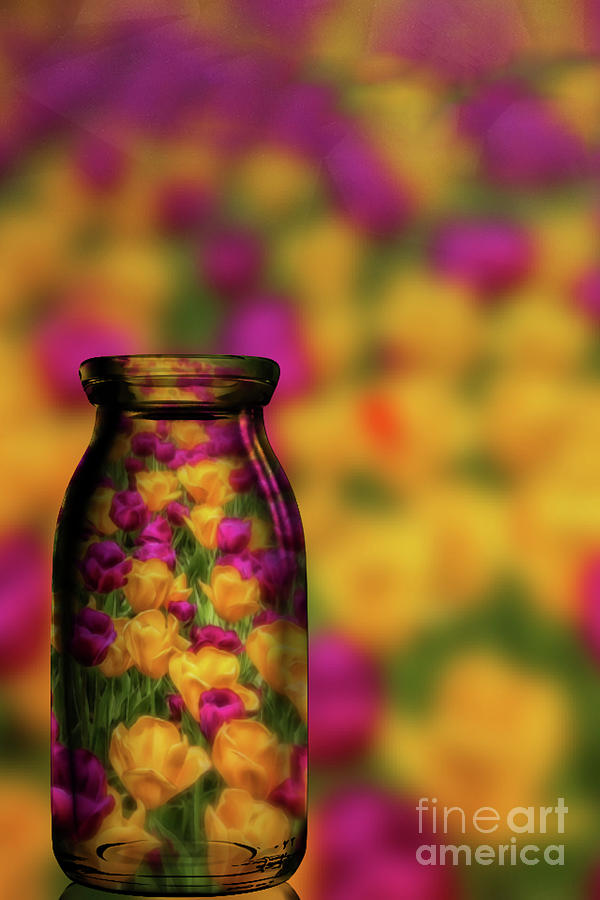 Tulips in a Bottle Photograph by Teresa Jack