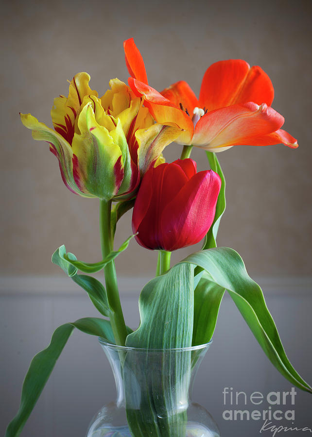 Tulips In A Glass Vase, 2019 Photograph by Greg Kopriva