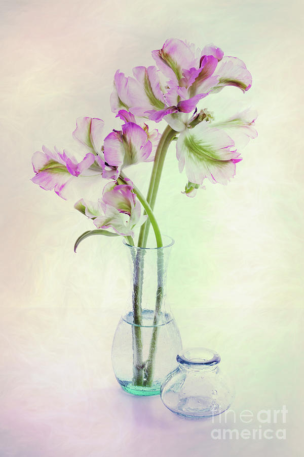 Tulip Photograph - Tulips in a Glass Vase by Ann Garrett