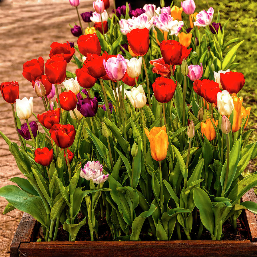 Tulips in a Planter Box 2 Photograph by Elaine Teague