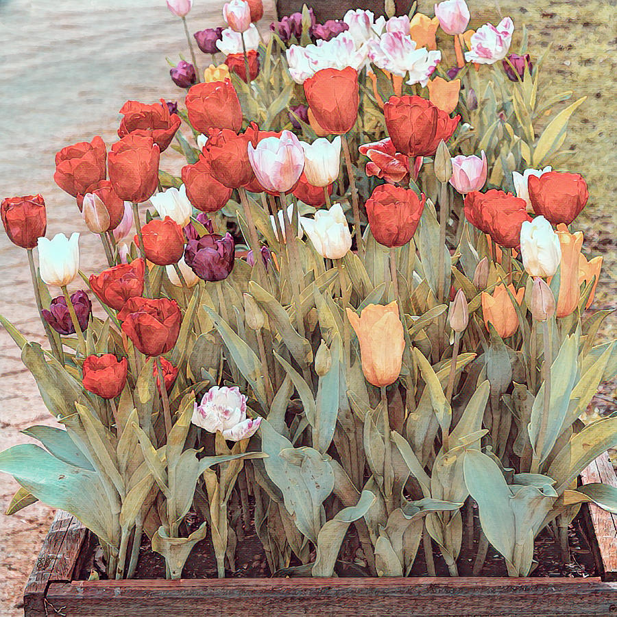 Tulips in a Planter Box Photograph by Elaine Teague