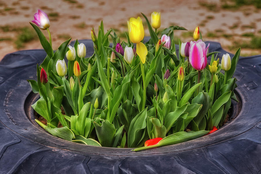 Tulips In A Tire Photograph by Susan Candelario