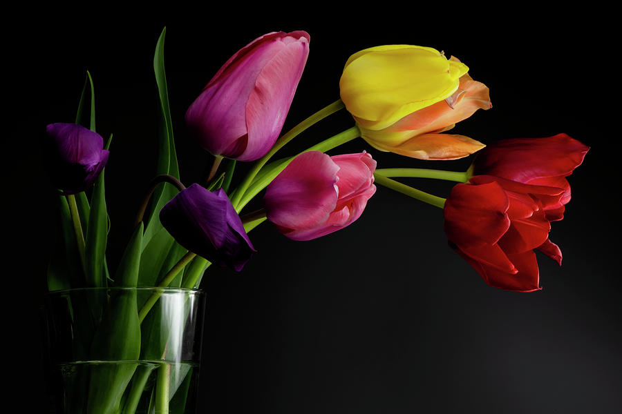 Tulips in a vase with dramatic lighting and dark background Photograph by Art Whitton