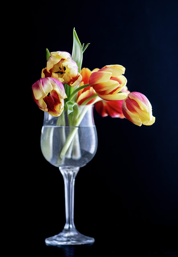 Tulips in a Wine Glass Photograph by Maggie Terlecki