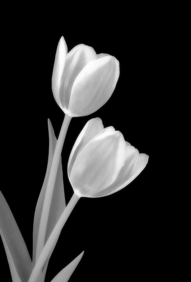 Tulips In Black And White Photograph by Johanna Hurmerinta