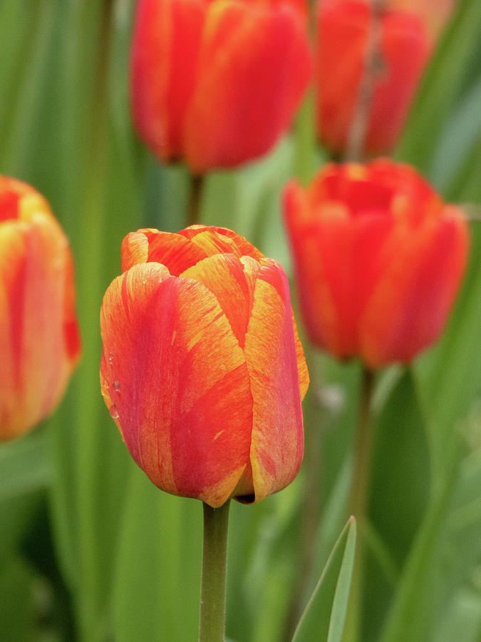 Tulips In Bloom Photograph