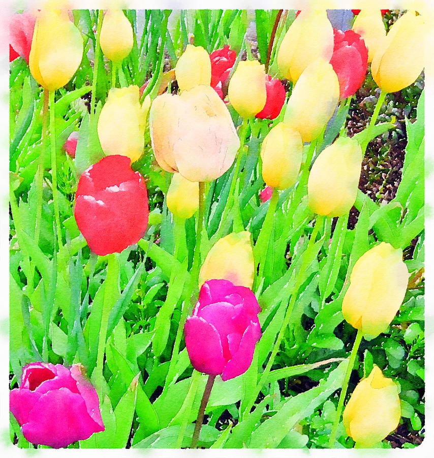 Tulips in Bloom Digital Art by Life Makes Art