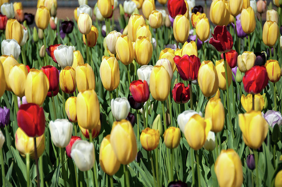 Tulips in Bloom Photograph by Steve Stuller