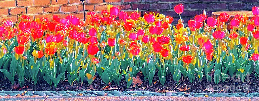 Tulips in Blossom  Digital Art by Karen Francis