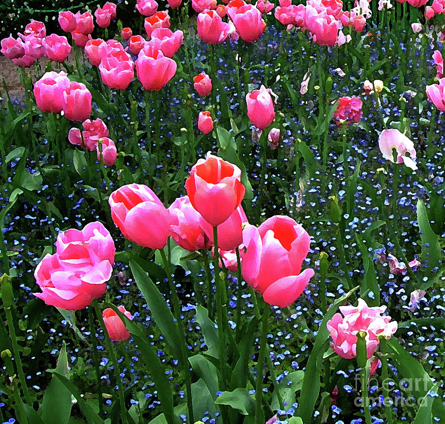 Tulips in Monets Garden Photograph by Frank Littman