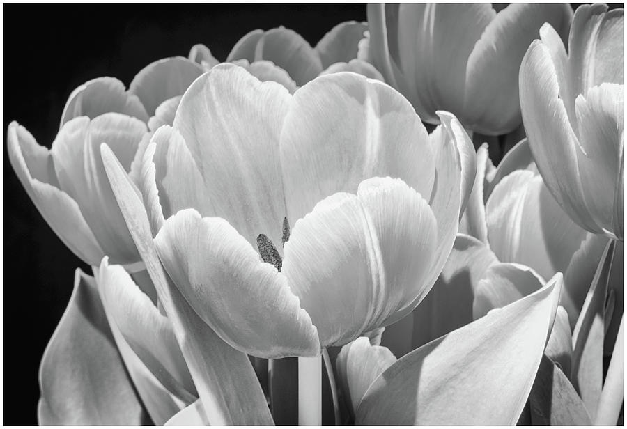 Tulips in Monochrome Photograph by John Roach