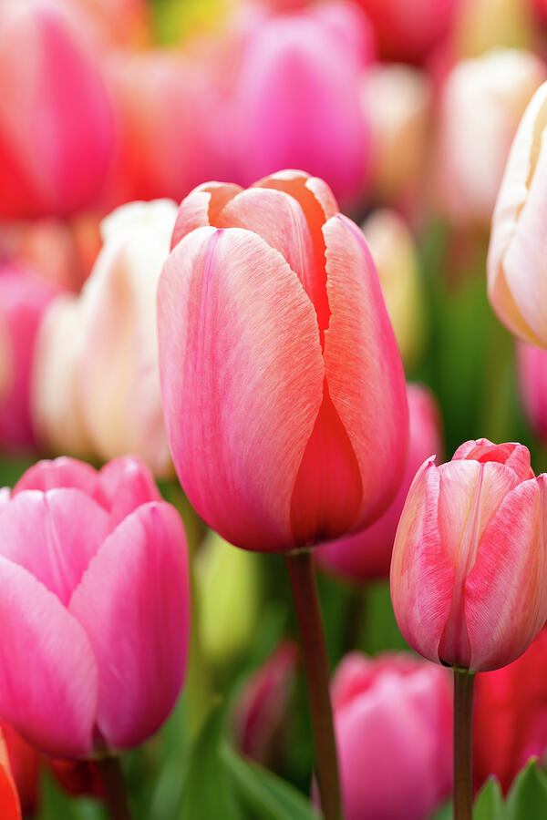 Tulips In Pink Photograph by Tanya C Smith