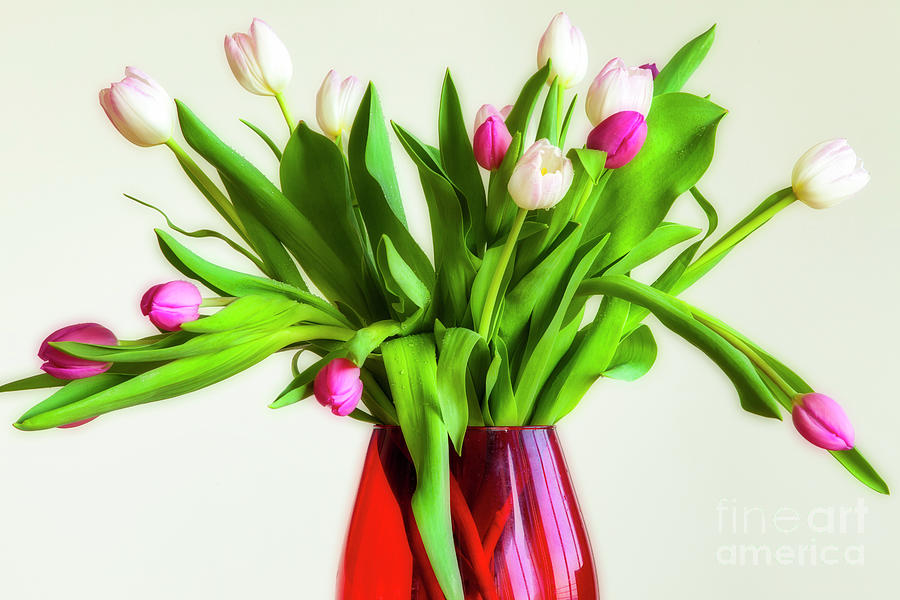 Tulips in Red Vase Photograph by Edmund Nagele FRPS