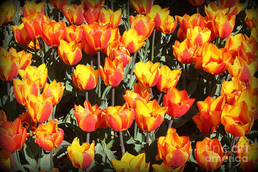 Tulips In Shades Of Gold And Orange Photograph By Dora Sofia Caputo Pixels 3119