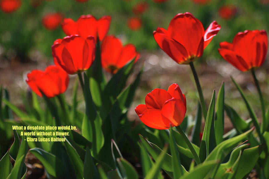 Tulips in Spring Inspirational Photograph by Laurie Lago Rispoli