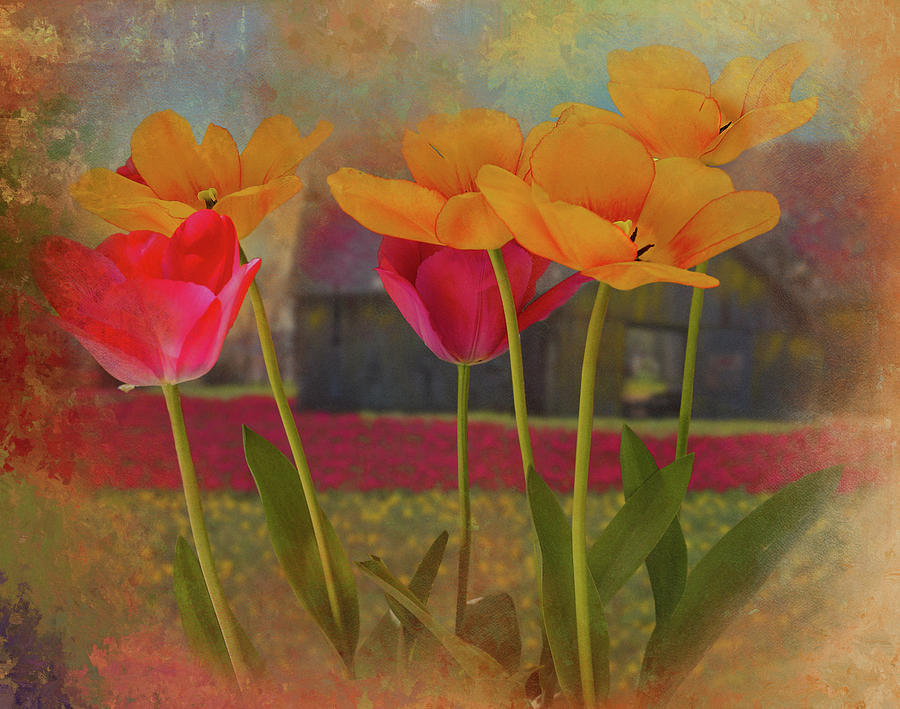 Tulips In Spring, Skagit Valley Photograph